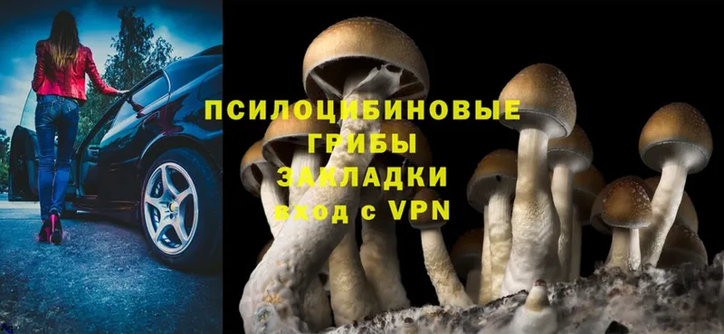 Псилоцибиновые грибы Cubensis Кизилюрт